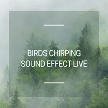 Birds Chirping Sound Effect Live